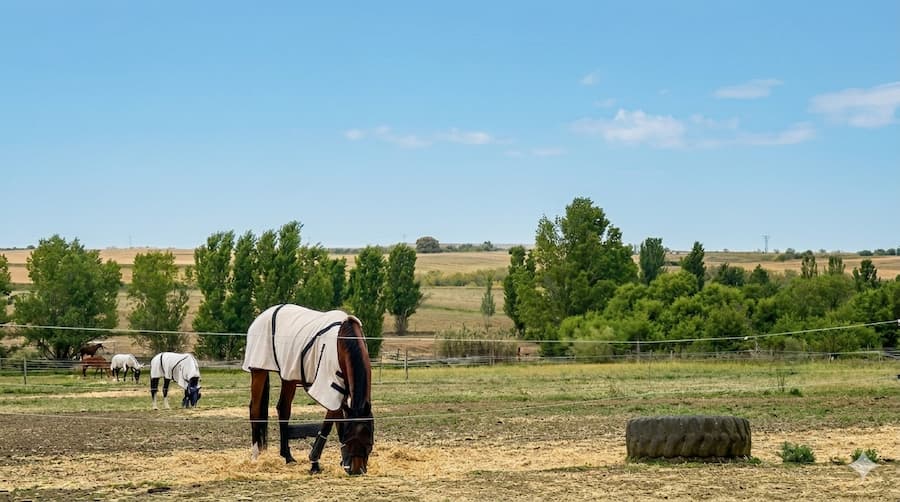 Caballos en pupilaje